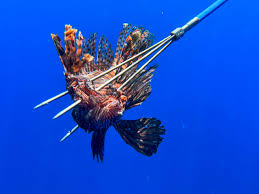 Scuba Diving Charter: Lionfish Erradication (aka Hunting)