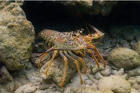 Scuba Diving Charter: Bug Hunting (Lobstering)