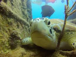 Scuba Diving Charter: Shallow Wreck