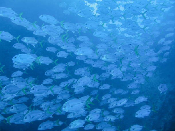 Scuba Diving Charter: Deep Wreck