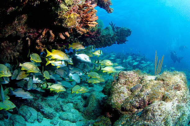 Scuba Diving Charter: Shallow Reef