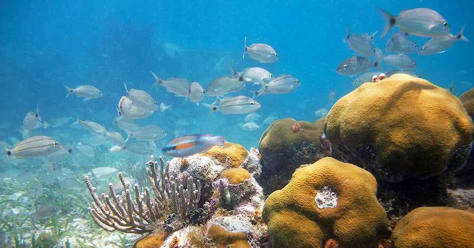 Shallow Reef Snorkeling- Upper Keys
