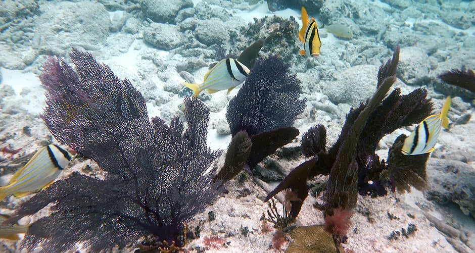 Snorkeling Tour