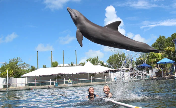 Splash and Swim
