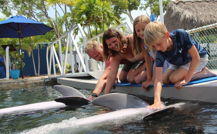 Discover Dolphins Dockside